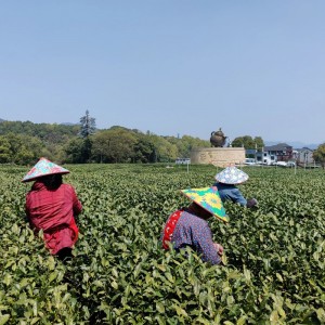 Occidentalis lacus Longjing tea