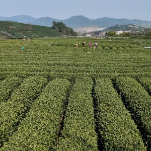 Occidentalis lacus Longjing tea