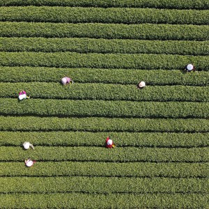 Tè di Longjing di West Lake